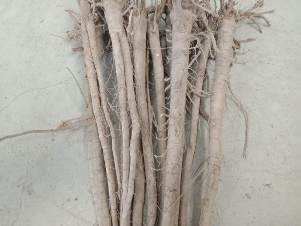 魚(yú)腥草根的植物形態(tài)與生長(zhǎng)環(huán)境