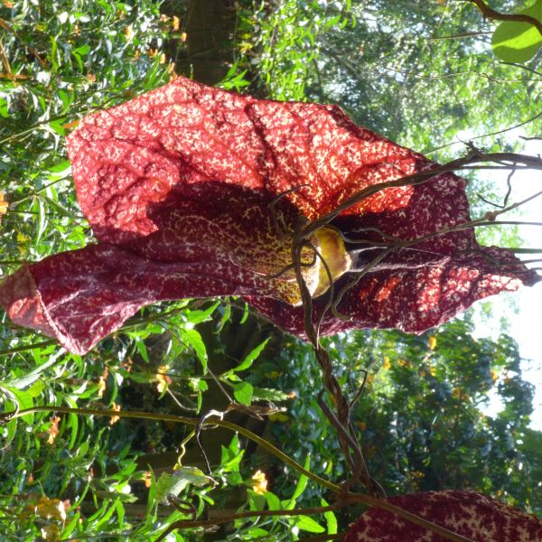 Aristolochia gigantea.JPG