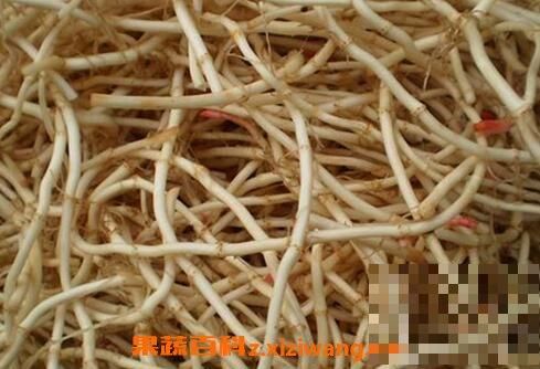 魚腥草的功效與作用 魚腥草的食用方法