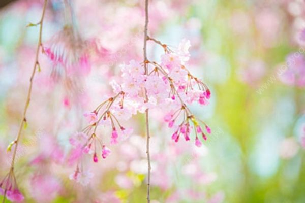 夏日必吃養(yǎng)生涼菜！清熱解暑利五臟通經(jīng)脈！(1)