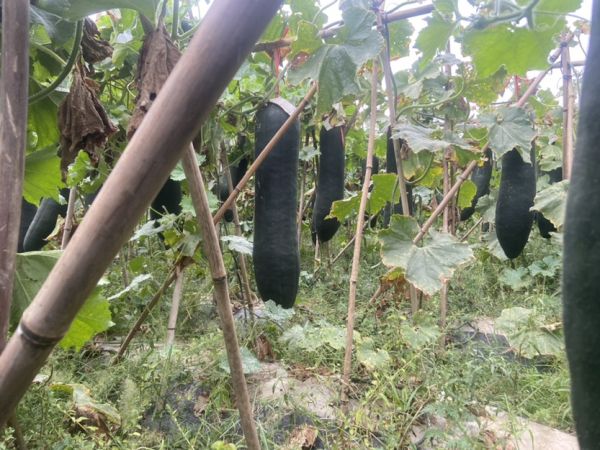 黑皮冬瓜田間種植圖，綠色藤蔓中黑亮果實(shí)掛滿田地