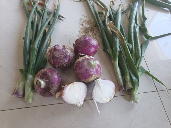 紅皮洋蔥與胡蘿卜切片拼盤