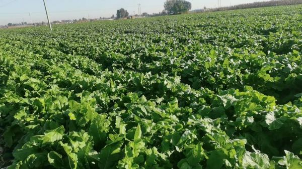 蘿卜田間種植圖