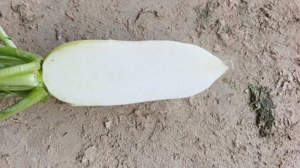 蘿卜種類展示圖