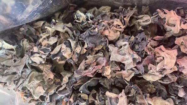 黑木耳在自然環(huán)境下的生長狀態(tài)