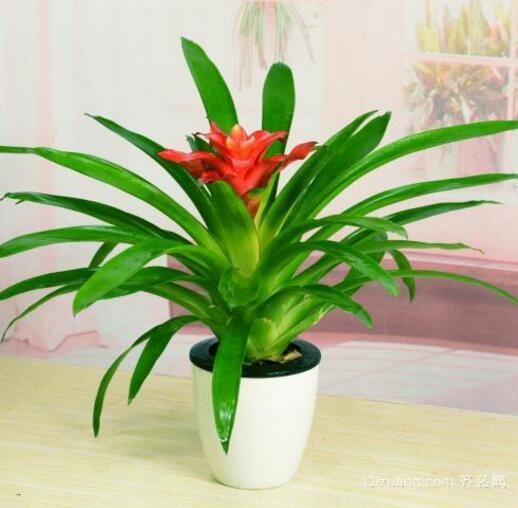 辦公室綠植怎么養(yǎng)