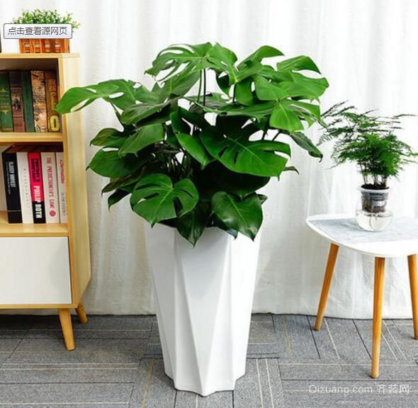 辦公室擺什么綠色植物