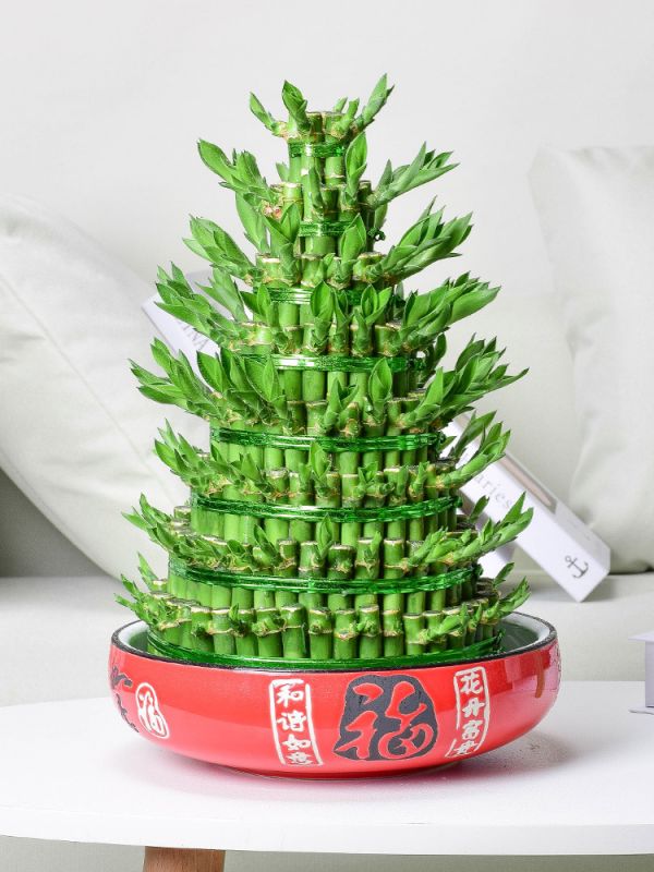 辦公室養(yǎng)著這4種綠植，凈化空氣，養(yǎng)眼凝神，提高工作效率