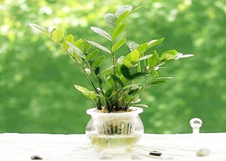 辦公室養(yǎng)什么植物旺事業(yè)
