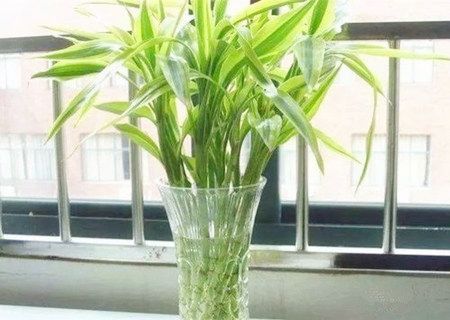 辦公室養(yǎng)什么植物旺事業(yè)