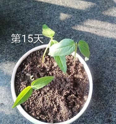 綠豆的生長與生態(tài)環(huán)境（探究綠豆生長的特點和最適宜的生態(tài)環(huán)境）