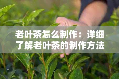 老葉茶怎么制作：詳細(xì)了解老葉茶的制作方法與過程