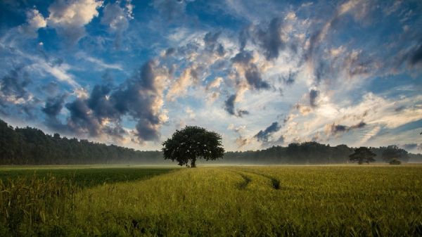 5个农业智能化病虫害防治方案提升智慧农田的健康水平