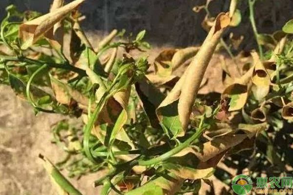 淺談各種害蟲的最佳防治時間與技巧-圖片版權歸惠農網(wǎng)所有