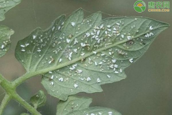 蔬菜病蟲害的防治方法-圖片版權(quán)歸惠農(nóng)網(wǎng)所有