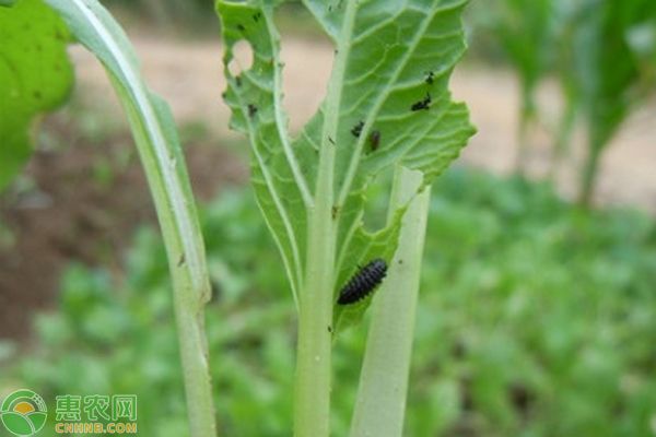 蔬菜病蟲害的防治方法-圖片版權(quán)歸惠農(nóng)網(wǎng)所有