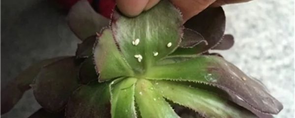 防治害蟲的三種方法