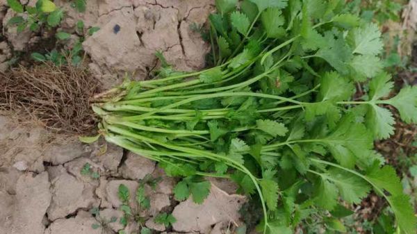 新鮮魚腥草根特寫圖