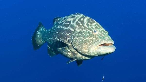 適合做烤魚(yú)的無(wú)刺魚(yú)