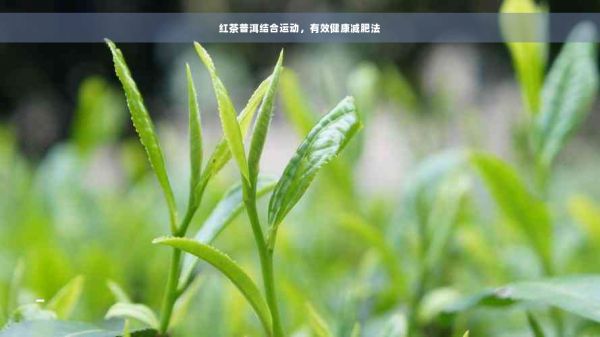 紅茶普洱結(jié)合運動，有效健康減肥法
