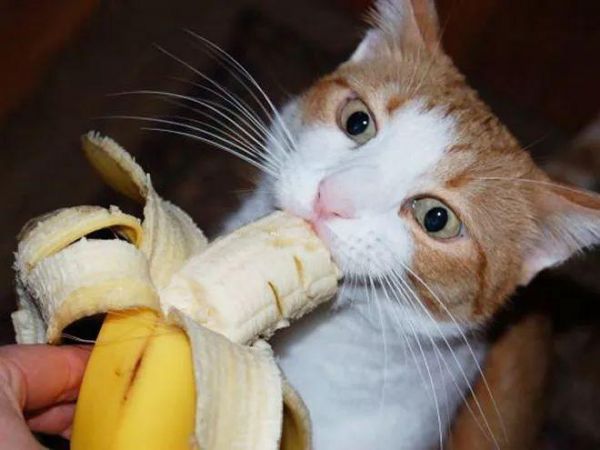 猫能吃香蕉吗