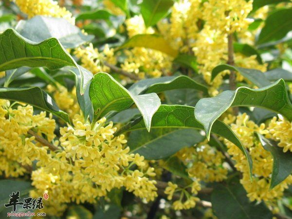 桂花茶怎么做 做桂花茶步骤