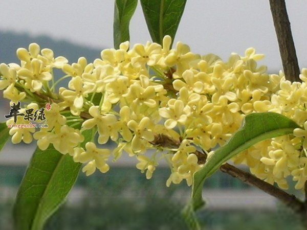 桂花茶怎么做 做桂花茶步骤