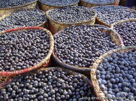我的減肥體會(huì)-再談ACAI BERRY巴西黑莓
