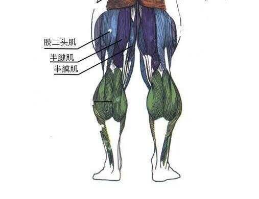 健身腿部训练