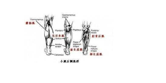 健身腿部训练