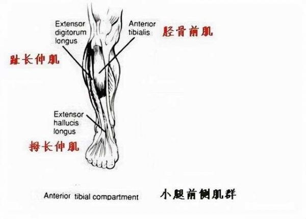 健身腿部训练