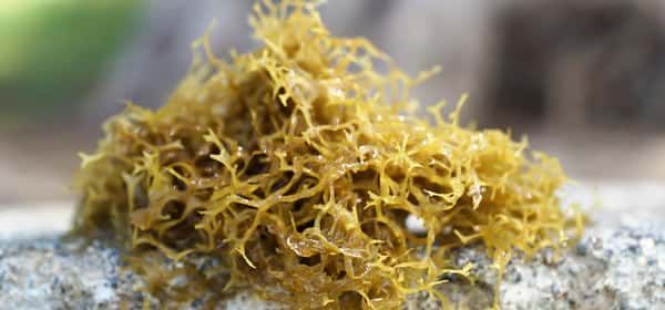 海苔：好處、營養(yǎng)以及如何制備