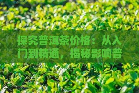 探究普洱茶价格：从入门到精通，揭秘影响普洱茶每斤价格的因素