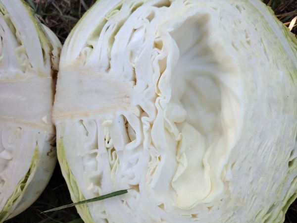 圓包菜切開的內(nèi)部結(jié)構(gòu)