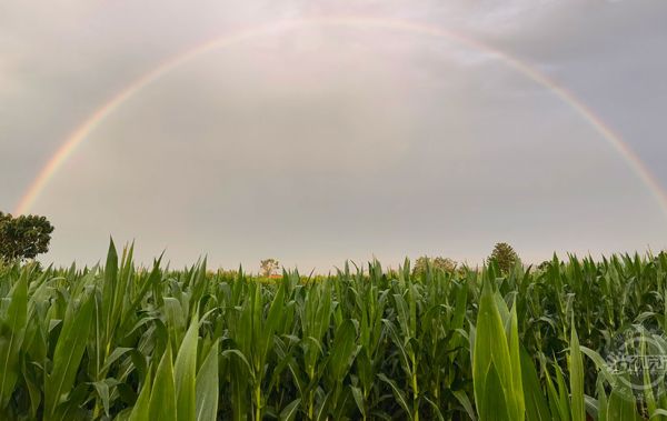 雨后稷山天空現(xiàn)絢麗彩虹 