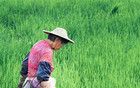 南方人的鱔魚，北方人不懂！