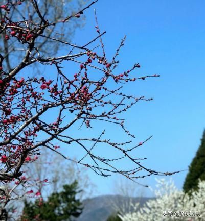 給老公準(zhǔn)備工作餐，主食獲贊最多，三色糙米飯，營(yíng)養(yǎng)均衡減脂無憂