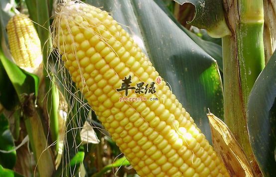 玉米的食療方與保健益處介紹