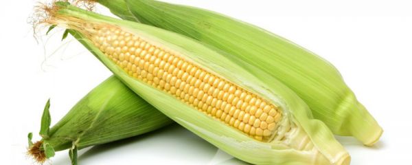 甜玉米VS糯玉米 哪种玉米更合适糖尿病人吃 甜玉米糯玉米哪种更合适糖尿病人吃