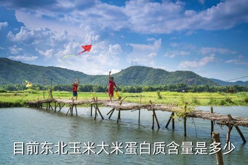目前東北玉米大米蛋白質(zhì)含量是多少