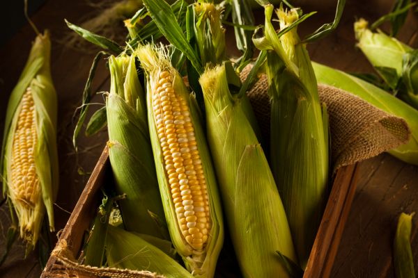 玉米營(yíng)養(yǎng)密度超越白米飯！挑選玉米4大重點(diǎn)趕緊筆記