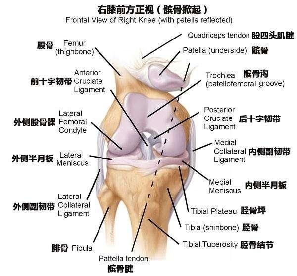 深蹲全方位解剖，你真的會(huì)做深蹲嗎？