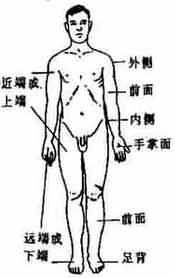 人體方位術(shù)語(yǔ)