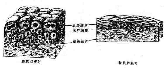 變移上皮（膀胱）