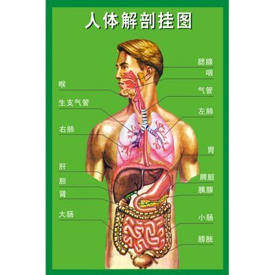 人體構(gòu)造圖標(biāo)內(nèi)臟器官位置