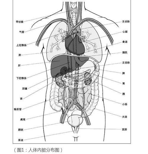 人體構(gòu)造圖標(biāo)內(nèi)臟器官位置