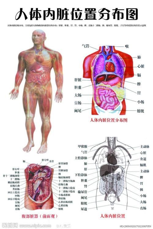 人體構(gòu)造圖標(biāo)內(nèi)臟器官位置