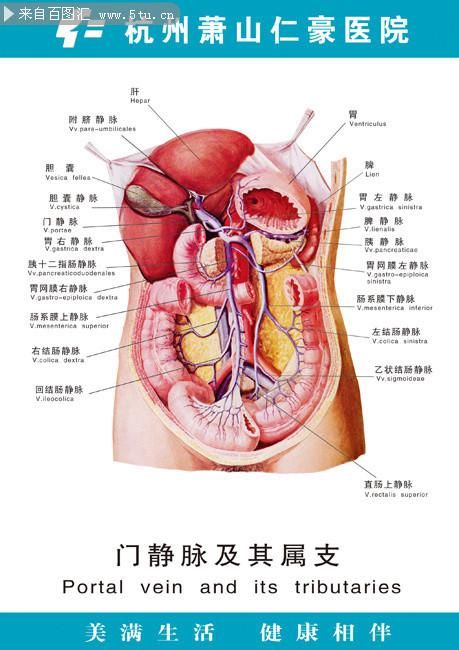 人體構(gòu)造圖標(biāo)內(nèi)臟器官位置