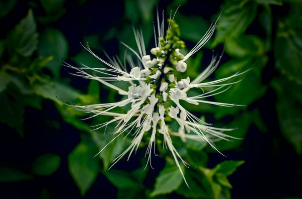 补肾与胸部健康的关系-2