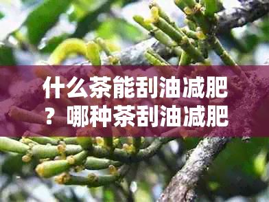 什么茶能刮油減肥？哪種茶刮油減肥效果？